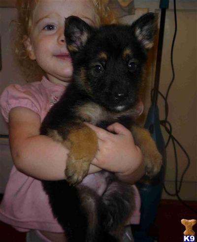 Puppies for Adoption