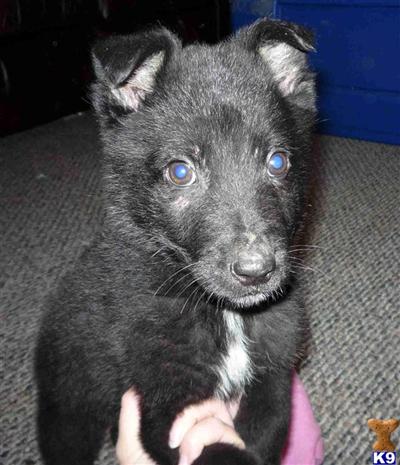 Puppies in MS