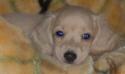 Puppies in ANGELS CAMP