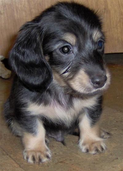 Puppies in ANGELS CAMP