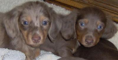 Puppies in Angels camp