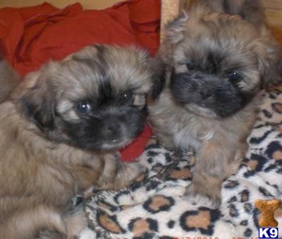 Shih+tzu+puppies+for+sale+in+virginia+beach