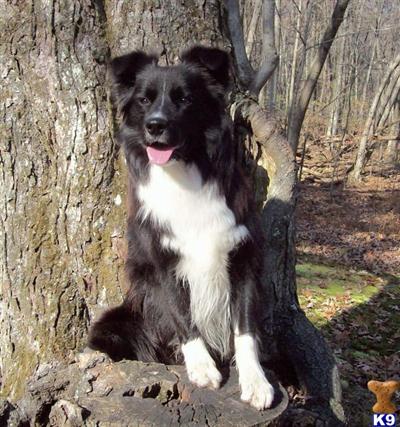 Stud Dogs - Border Collie
