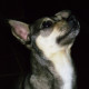 Dogs for Adoption