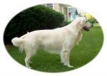 Stud Dogs in IL