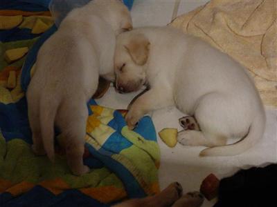 Puppies in Allen