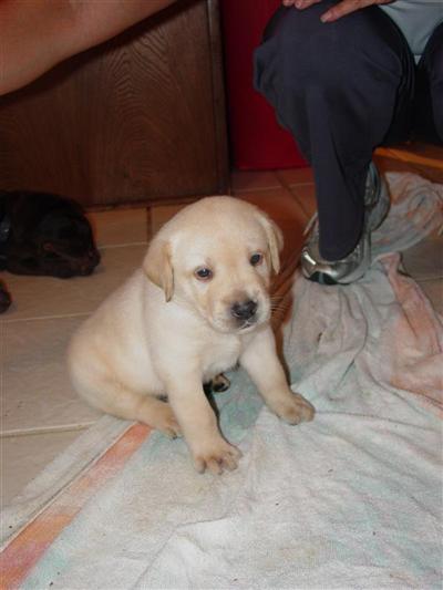 Puppies in Allen