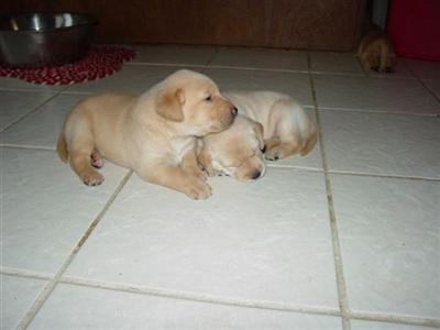 Puppies in Allen
