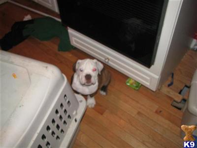 Old English Bulldog Puppies for Sale