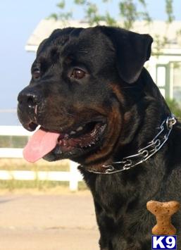 Stud Dog