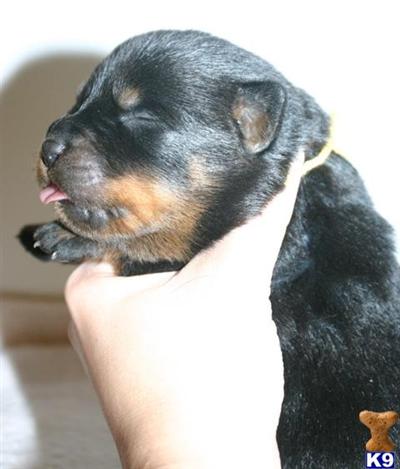 Puppies for Sale