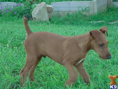 Irish Terrier Puppies for Sale