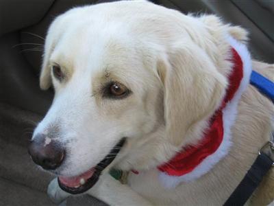 Dogs - Labrador Retriever
