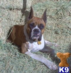 Stud Dogs in CA