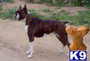 Stud Dogs in CA