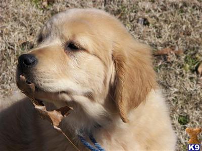 Dogs - Golden Retriever