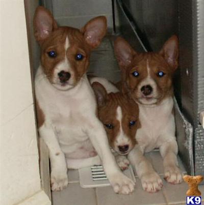 Basenji Puppies for Sale