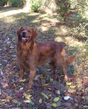 Stud Dogs - Golden Retriever