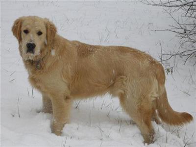 Stud Dogs - Golden Retriever