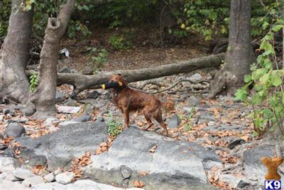Stud Dogs in MD