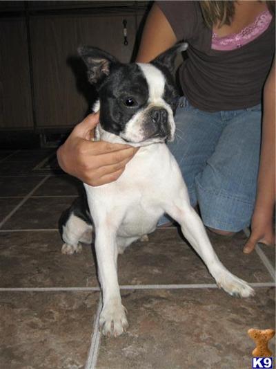 Stud Dogs - Boston Terrier