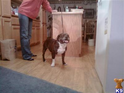 Stud Dogs in CO