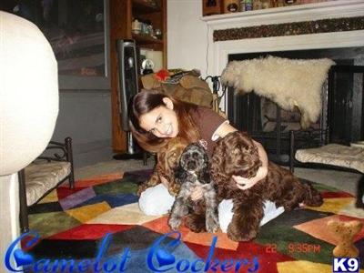 American Cocker Spaniel Puppies for Sale