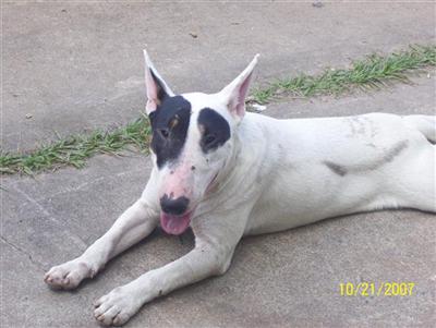 Bull Terrier Puppies for Sale