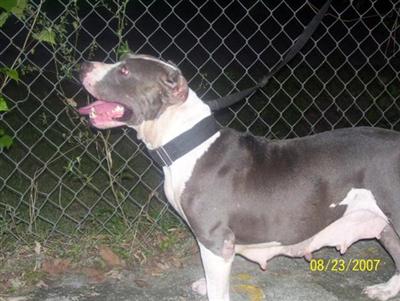 Dogs - American Pit Bull