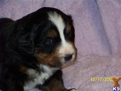 Bernese Mountain Dog Puppies for Sale