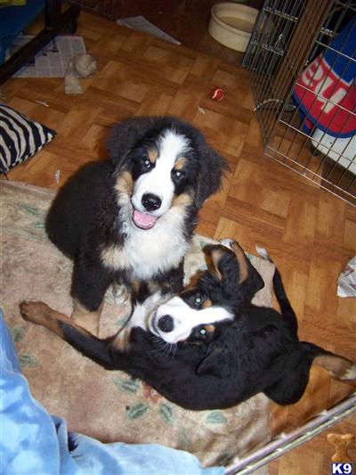 Bernese Mountain Dog Puppies for Sale