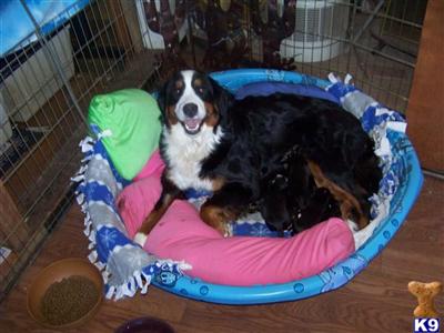 Bernese Mountain Dog Puppies for Sale