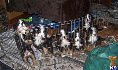 Bernese Mountain Dog Puppies for Sale
