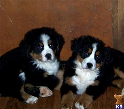 Bernese Mountain Dog Puppies for Sale