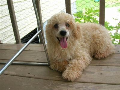 Dogs for Sale in MO
