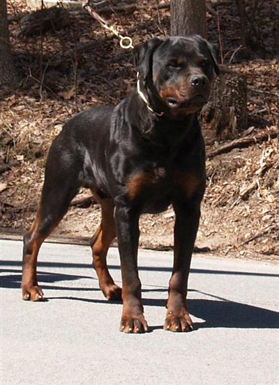 Stud Dogs - Rottweiler