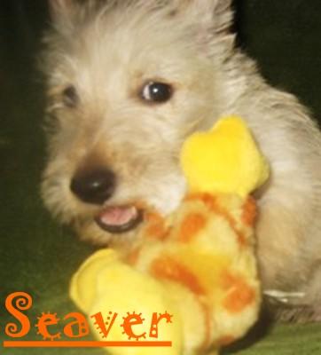 Scottish Terrier Puppies for Sale