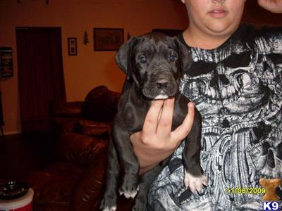 Great Dane Puppies for Sale