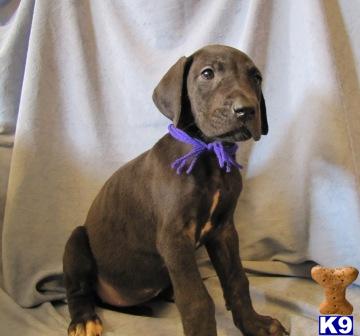 Great Dane Puppies for Sale