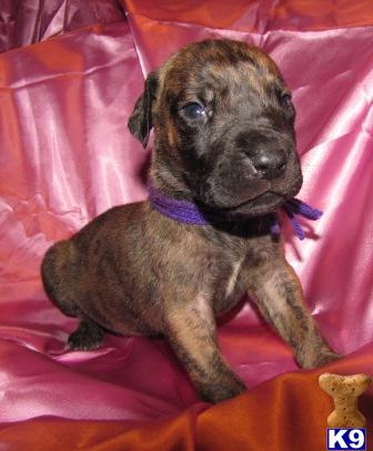 Great Dane Puppies for Sale