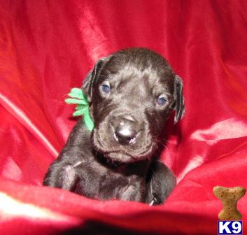 Great Dane Puppies for Sale