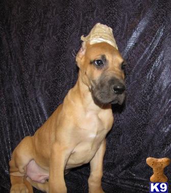 Great Dane Puppies for Sale