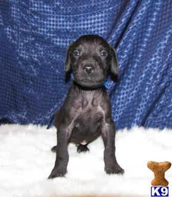 Great Dane Puppies for Sale