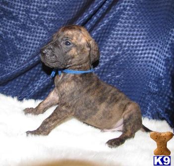 Great Dane Puppies for Sale