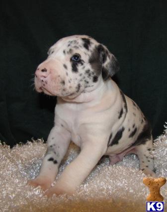 Great Dane Puppies for Sale