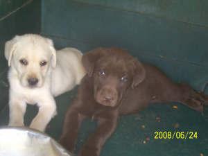 Labrador Retriever Puppies for Sale