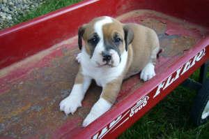 Puppies in IN