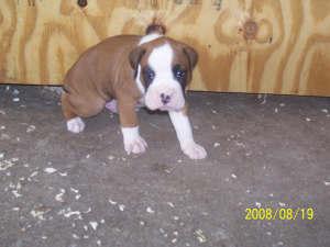 Puppies in IN