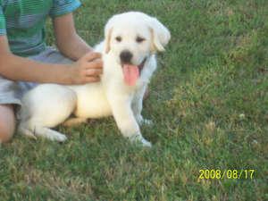 Puppies in IN