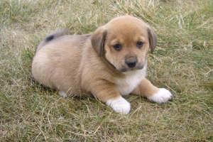 Puppies in IN